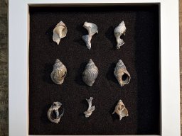 Wellhorncollage